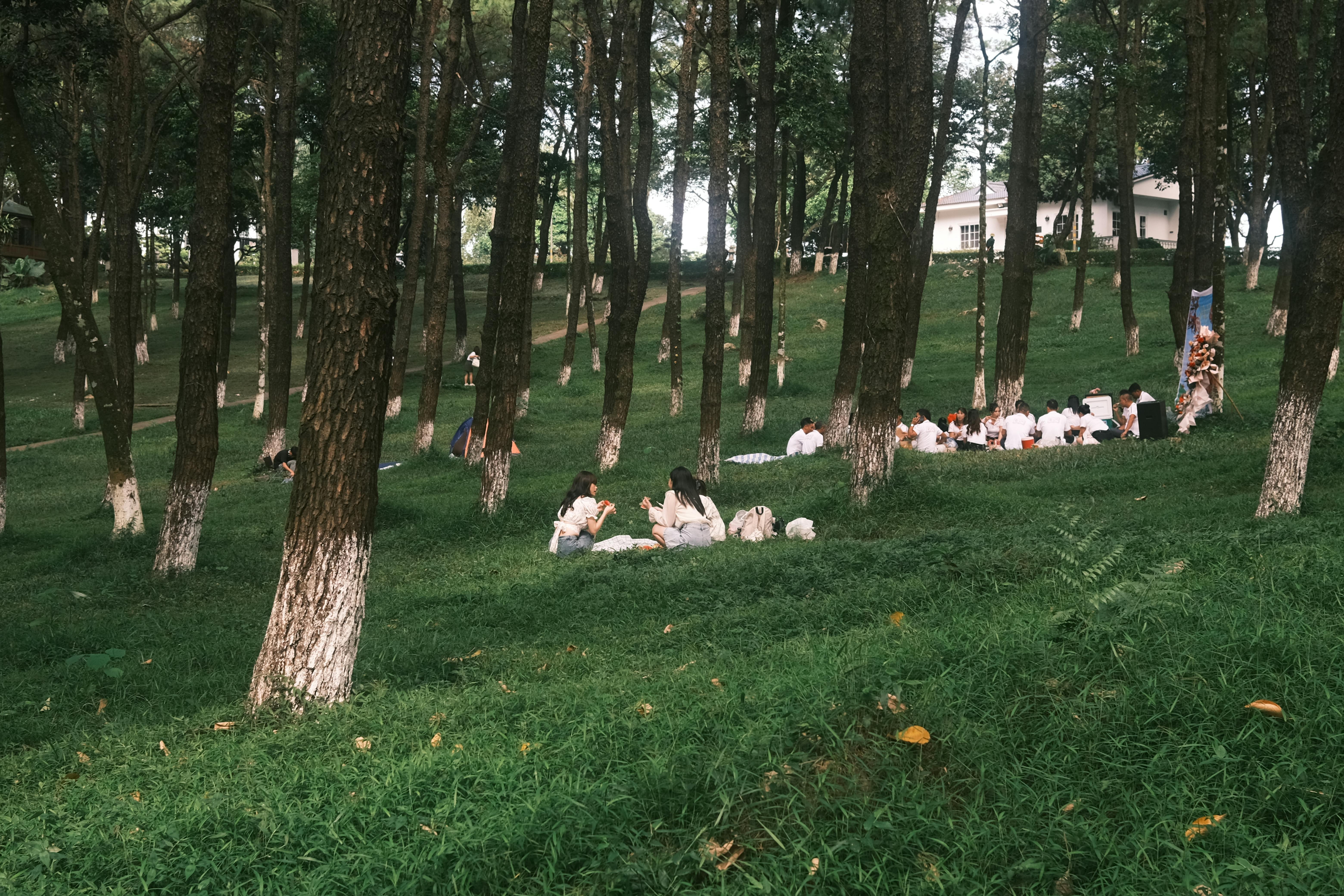 Green Transportation Options: Embracing Carpooling for a Sustainable Future