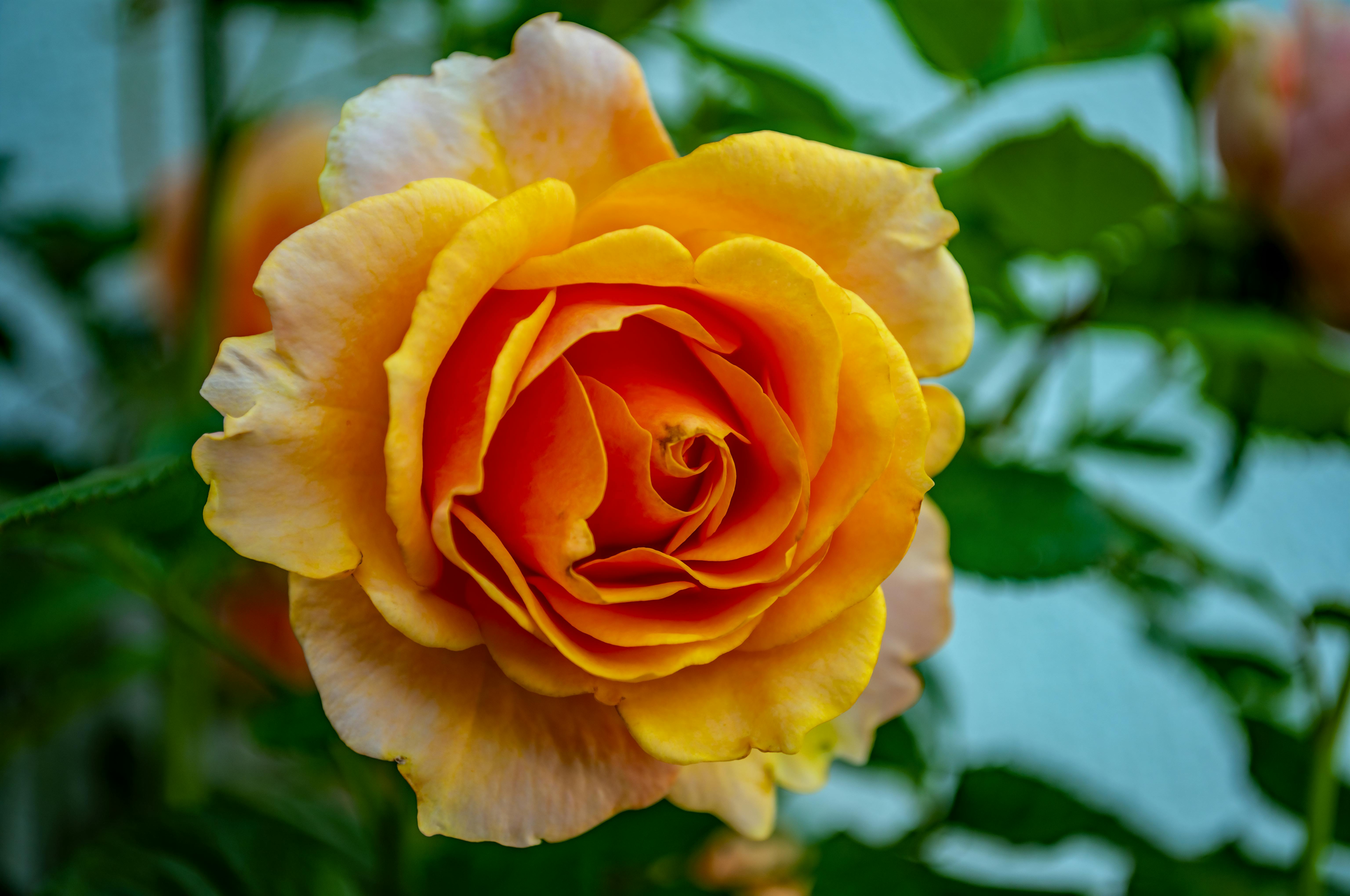 Oídio en Rosales: Manejo Integrado y Sostenible