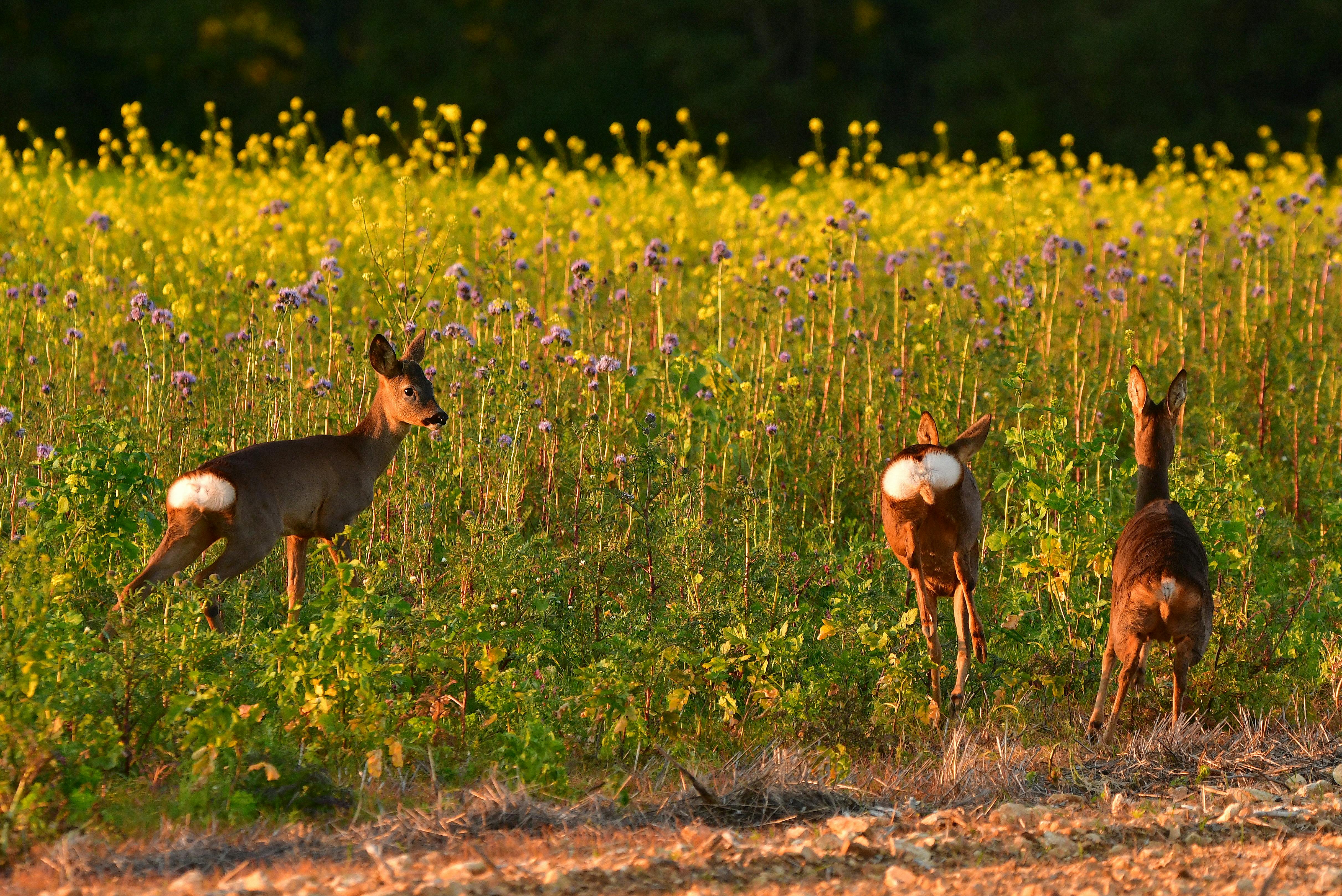 言論自由不該以生命為代價 灣區民眾齊聲反對政治暴力