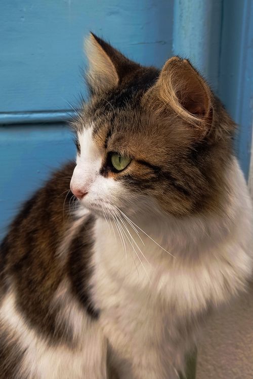 Free Adorable calico cat sitting by a blue door, gazing thoughtfully. Stock Photo