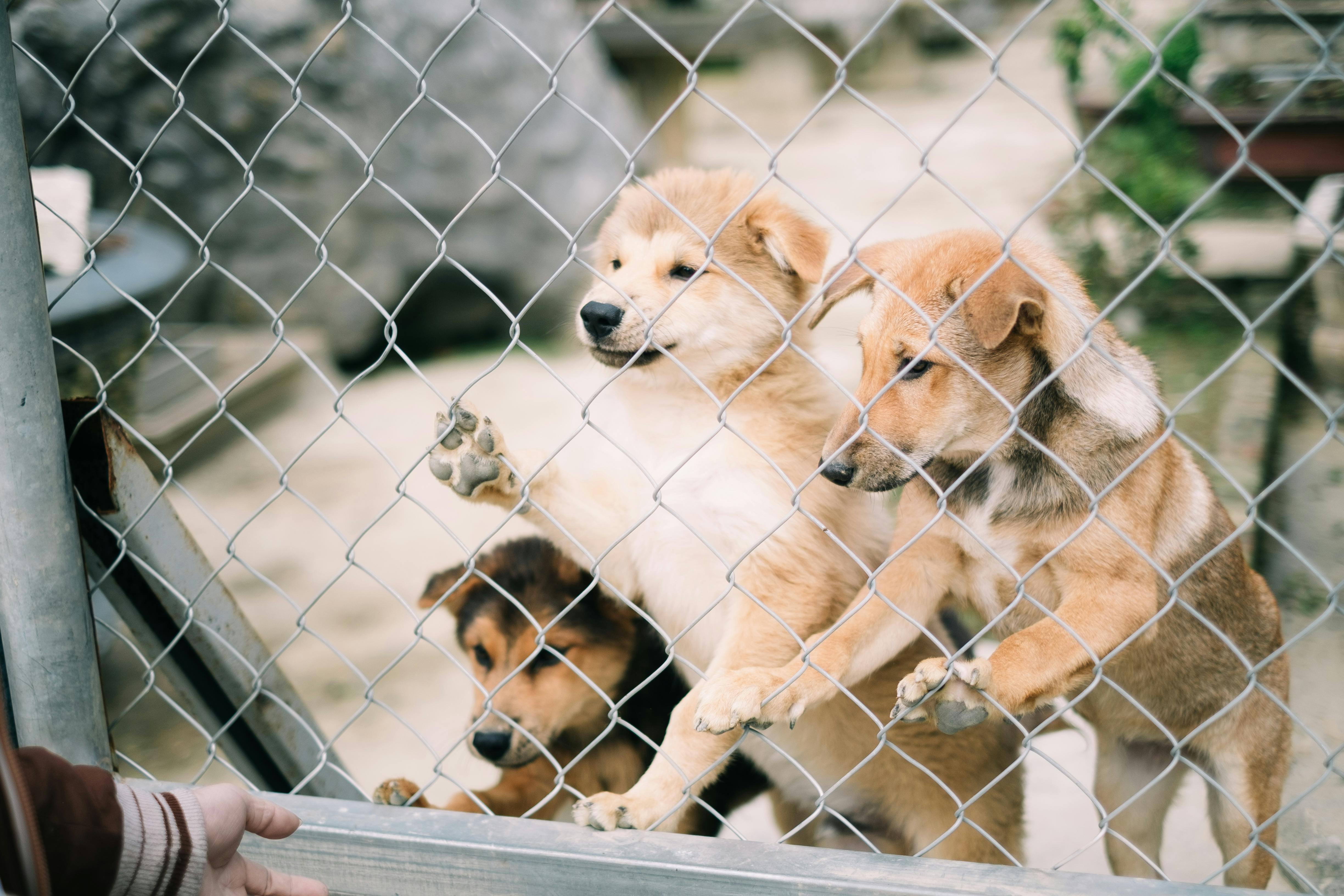 Find Puppies Shop In Indianapolis: Responsible Buying Guide