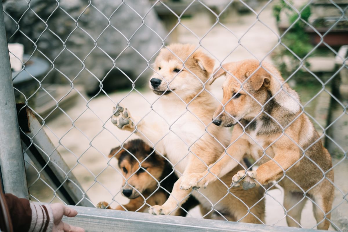 Dogs waiting for care