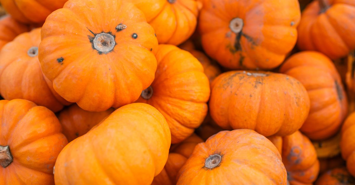 Two Events, One Historic Site: Perry Homestead Hosts a Pumpkin Patch and Stargazing Night on October 10
