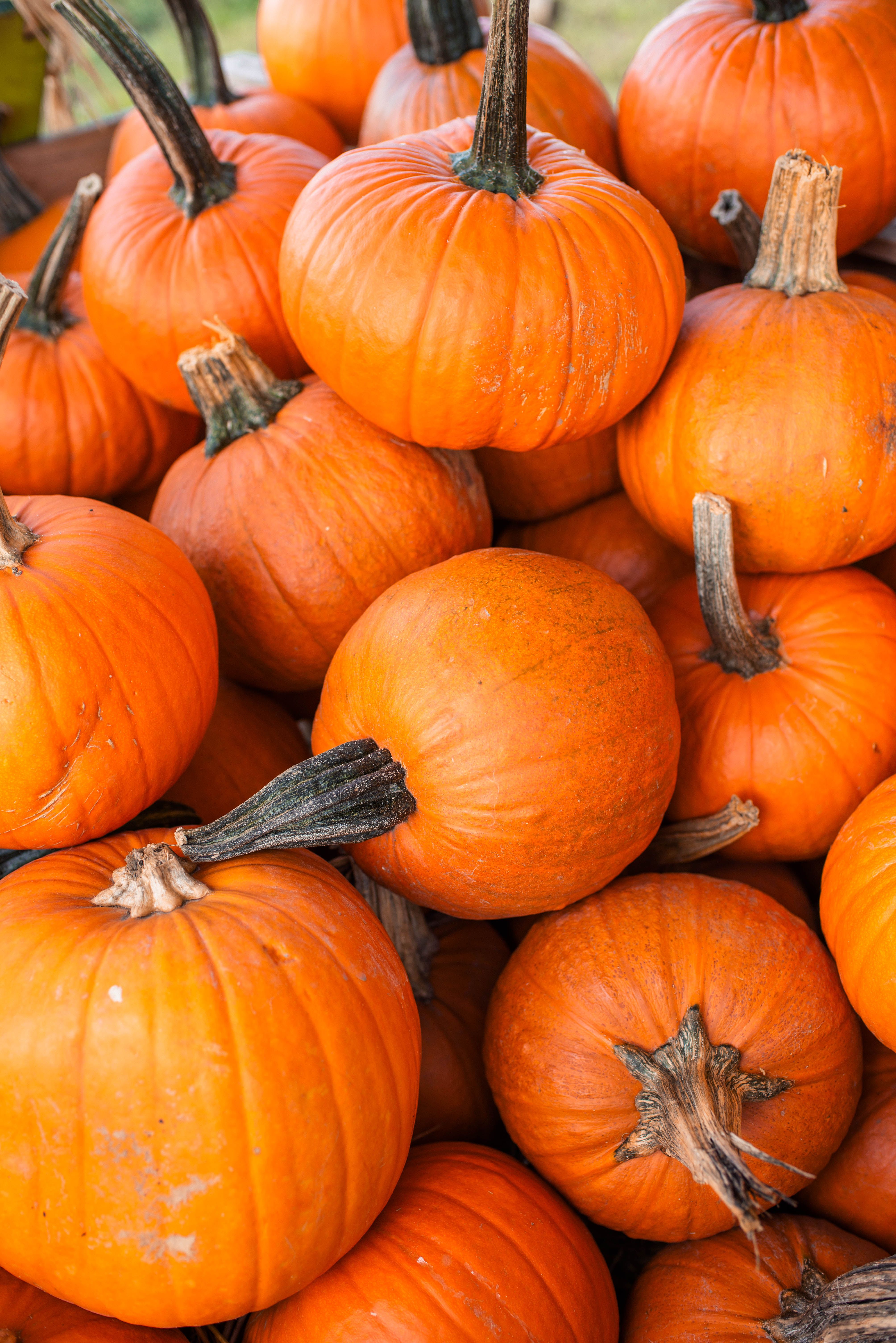 Pumpkin Images Photos, Download The BEST Free Pumpkin Images Stock ...