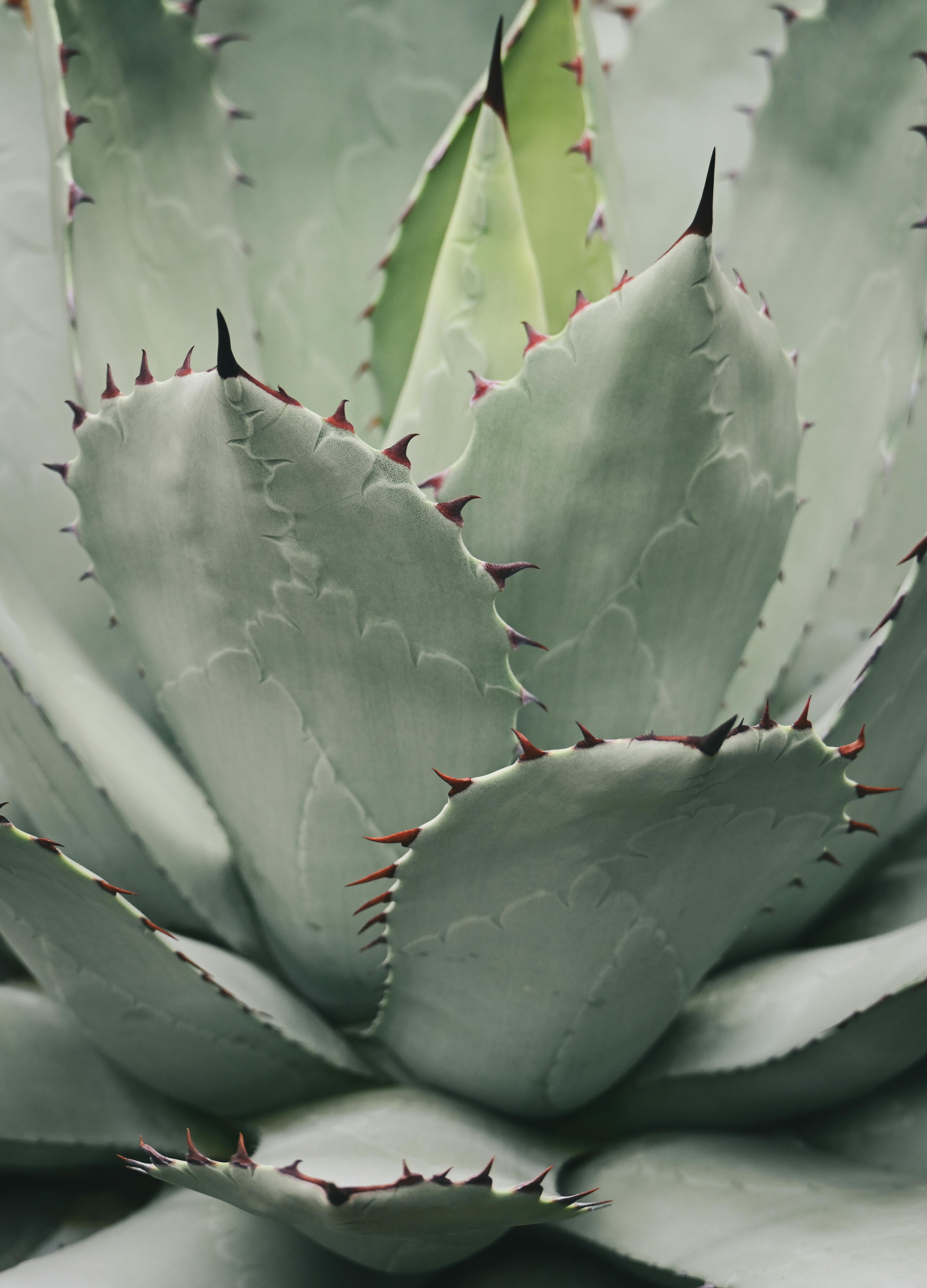Detailed shot of agave plant leaves with sharp spines.