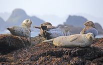 Common Seal on Shore