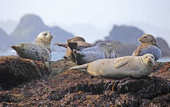 Common Seal on Shore