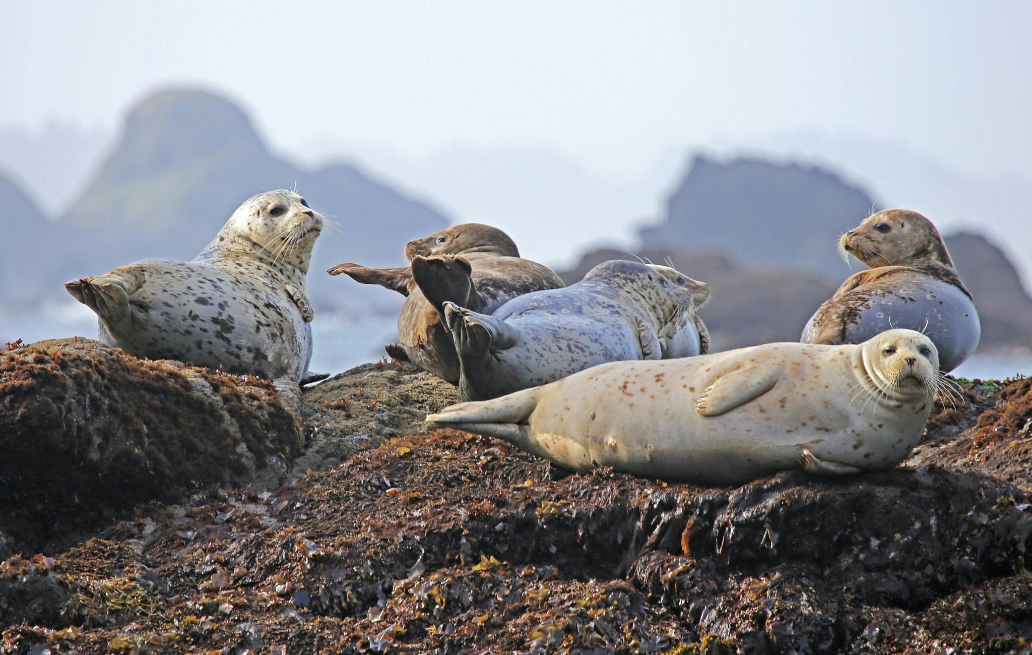 Common Seal on Shore · Free Stock Photo