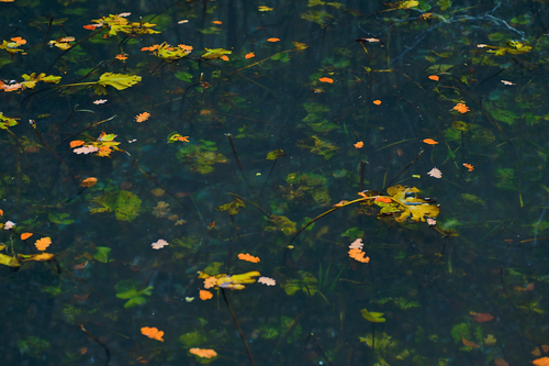 Free Peaceful autumn leaves drift on still water in a tranquil Welsh canal. Stock Photo