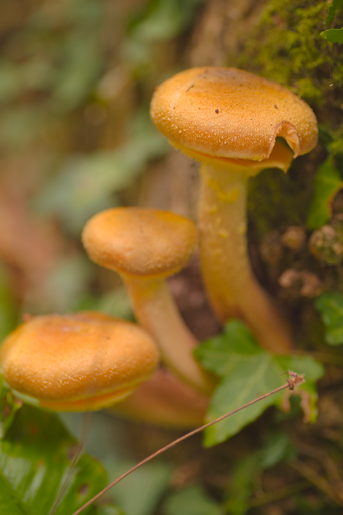 Free Close-up of mushrooms on a tree trunk in Wales woodland. Stock Photo