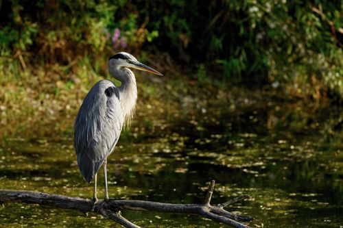 Free A majestic grey heron perched on a branch by a serene pond in Ontario, Canada. Stock Photo