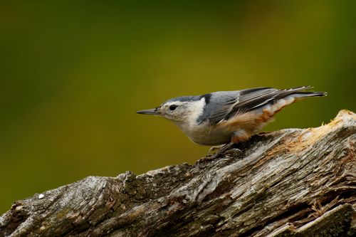 Free Close-up of a white-breasted nuthatch perched on a log in Ontario, Canada. Stock Photo