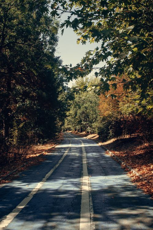 Free A tranquil autumn scene capturing a winding road through Ankara's lush forests, under warm sunlight. Stock Photo