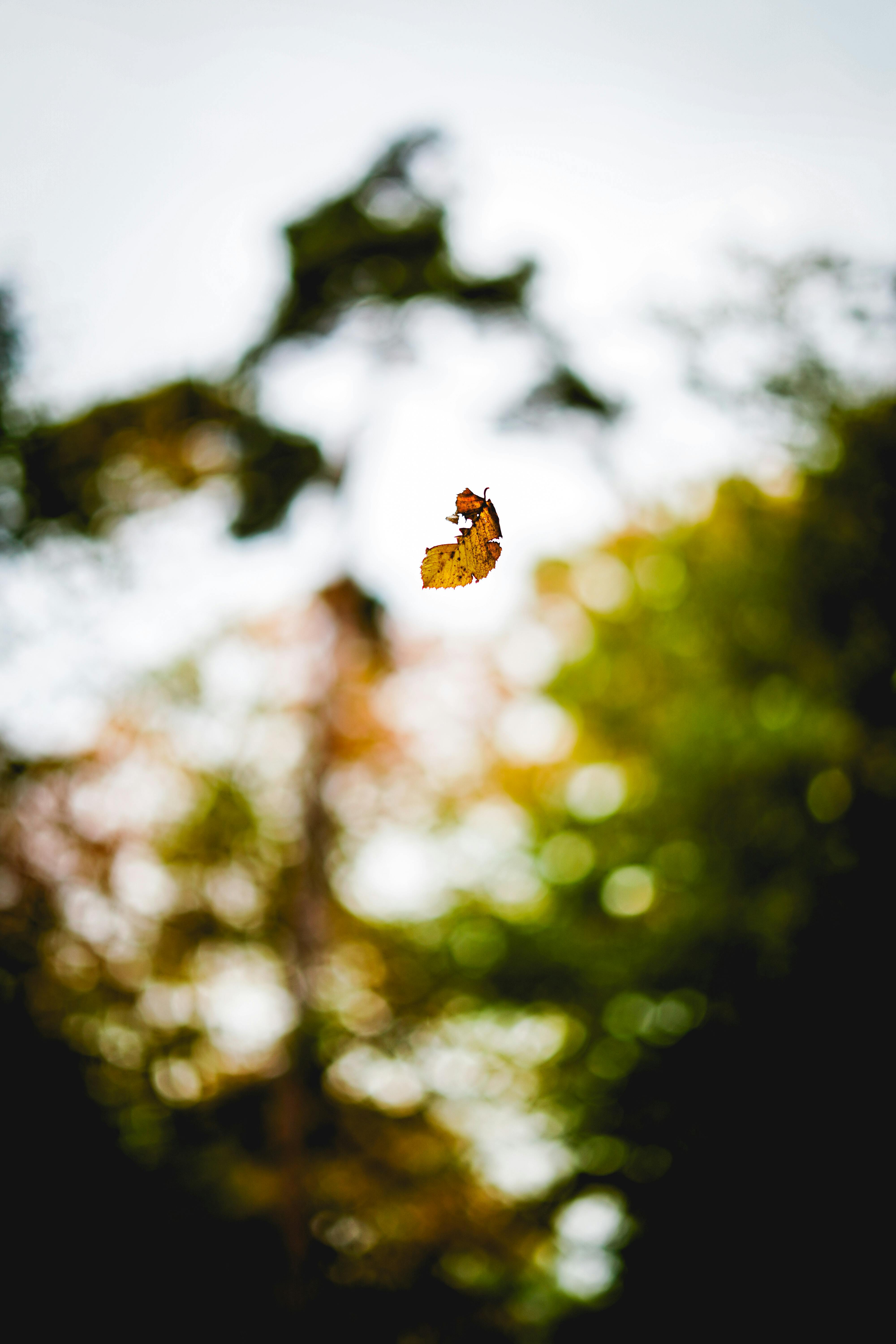 A lone leaf gracefully falls in a vibrant autumn forest, capturing the essence of fall.