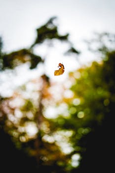 A lone leaf gracefully falls in a vibrant autumn forest, capturing the essence of fall.