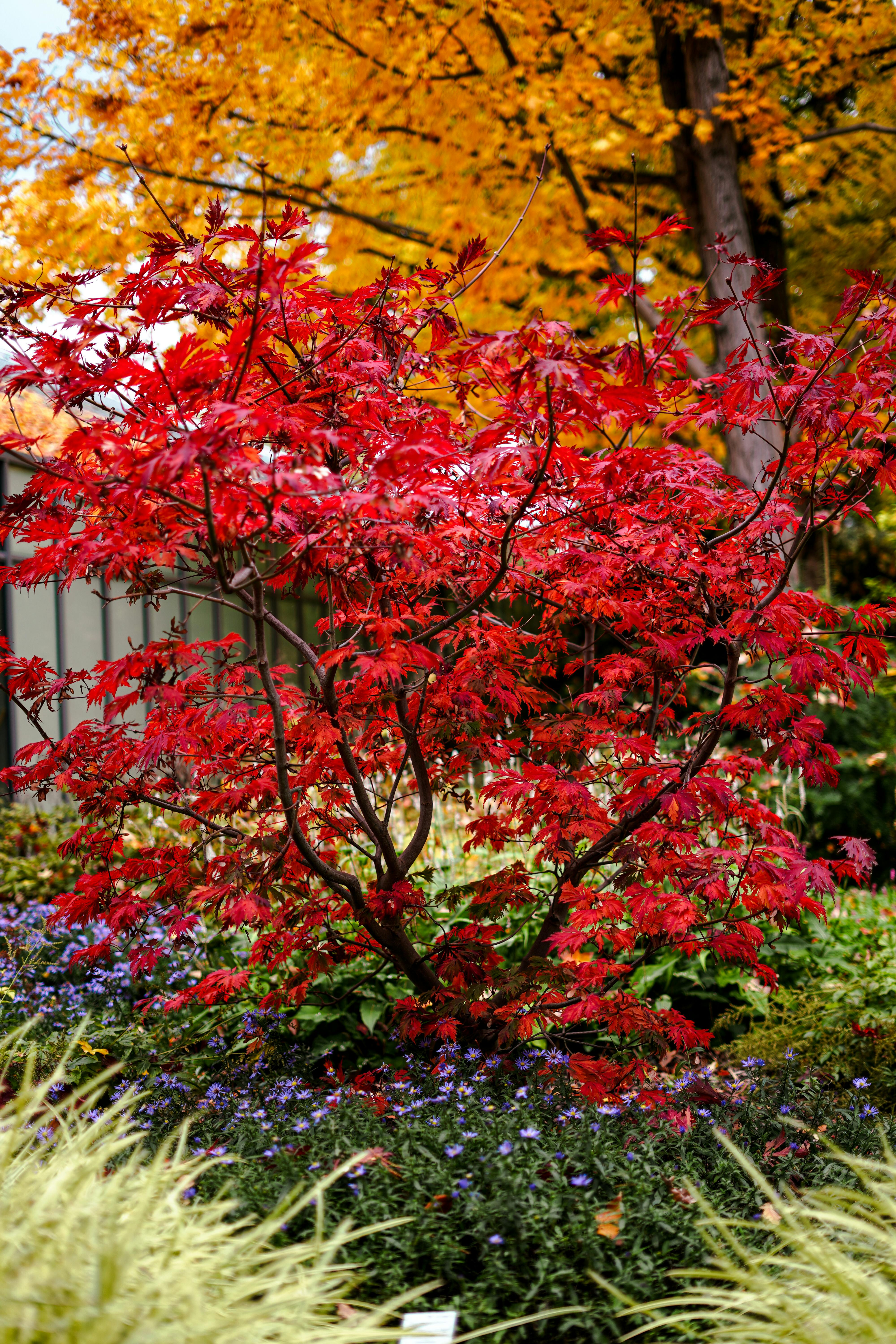 Stunning red maple tree surrounded by colorful autumn foliage and purple flowers in a serene garden setting.