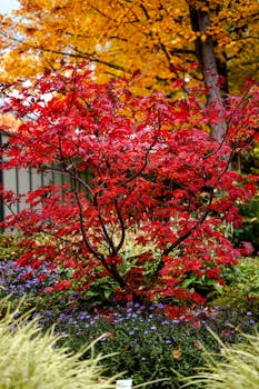 Stunning red maple tree surrounded by colorful autumn foliage and purple flowers in a serene garden setting.