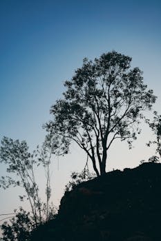 Silhouette of a tree on a hill at sunrise with a clear blue sky background.