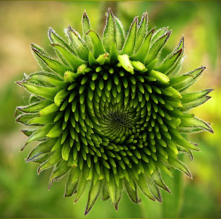 бесплатная Фотография бутона зеленого цветка в селективном фокусе Стоковое фото