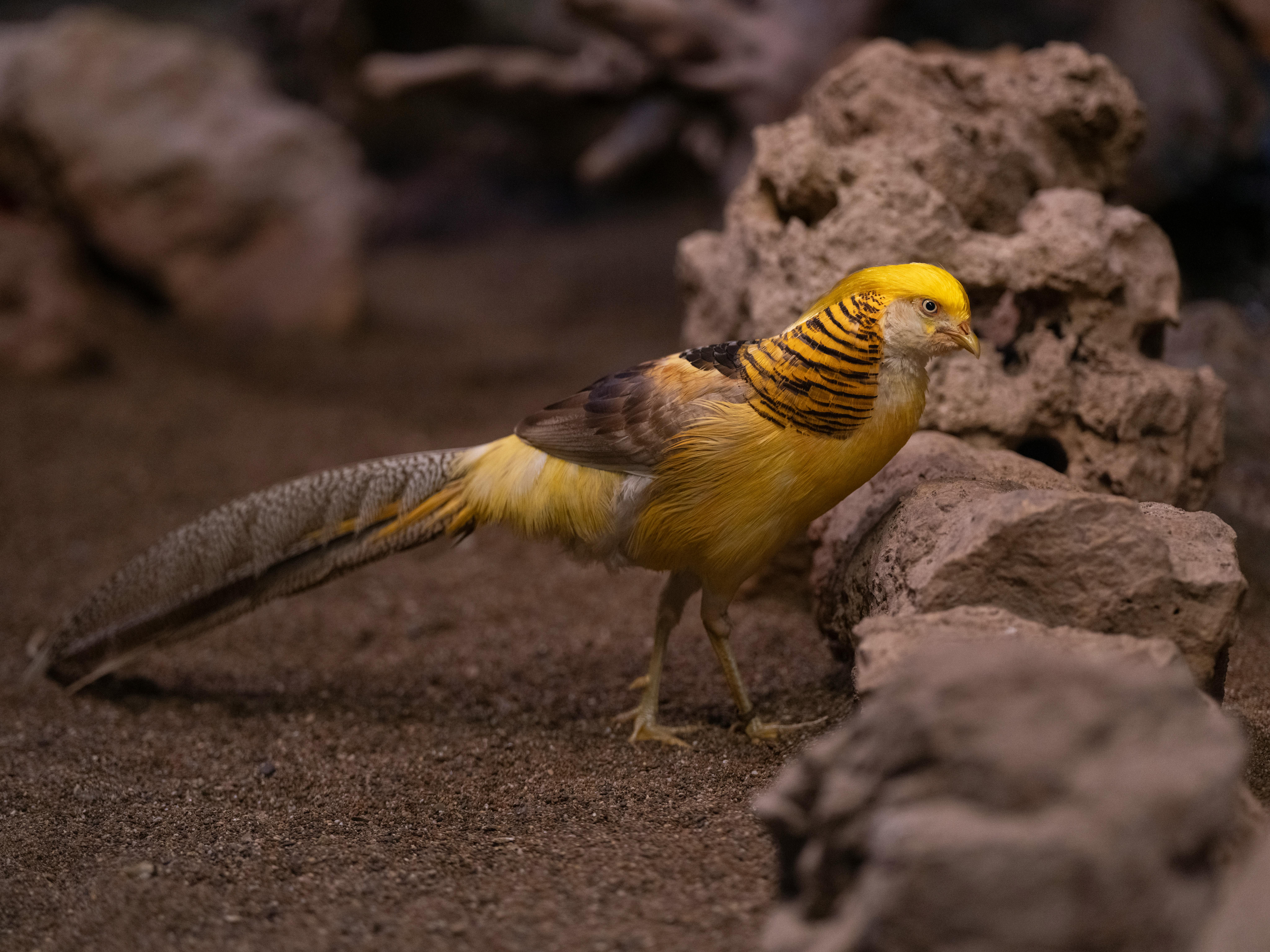 Golden Pheasant in a Natural Habitat · Free Stock Photo