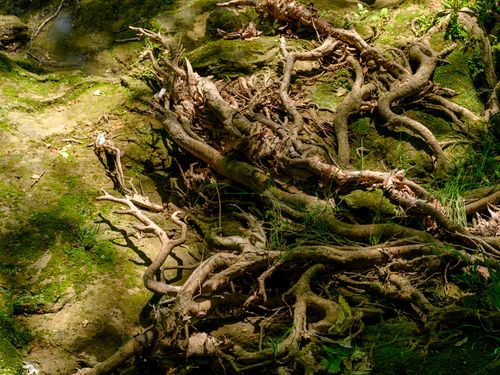 Free A detailed view of intertwined tree roots in a sunlit forest clearing, showcasing nature's complexity. Stock Photo