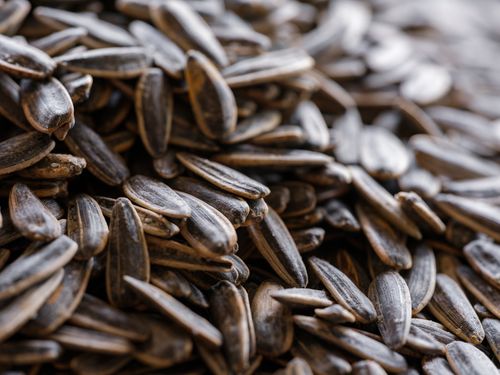 Free Detailed close-up of organic roasted sunflower seeds, showcasing natural texture and healthy nutrition. Stock Photo