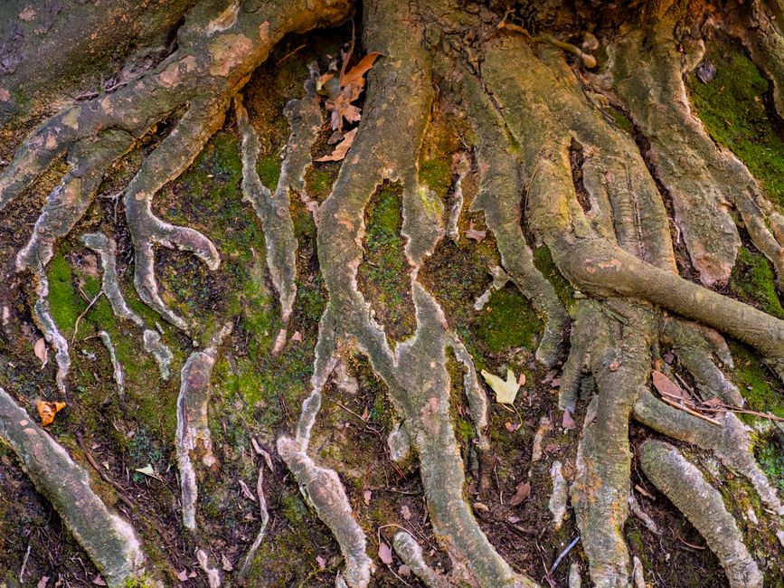 Deep roots of an old tree stretching through dark earth, unseen growth mirroring inner transformation.