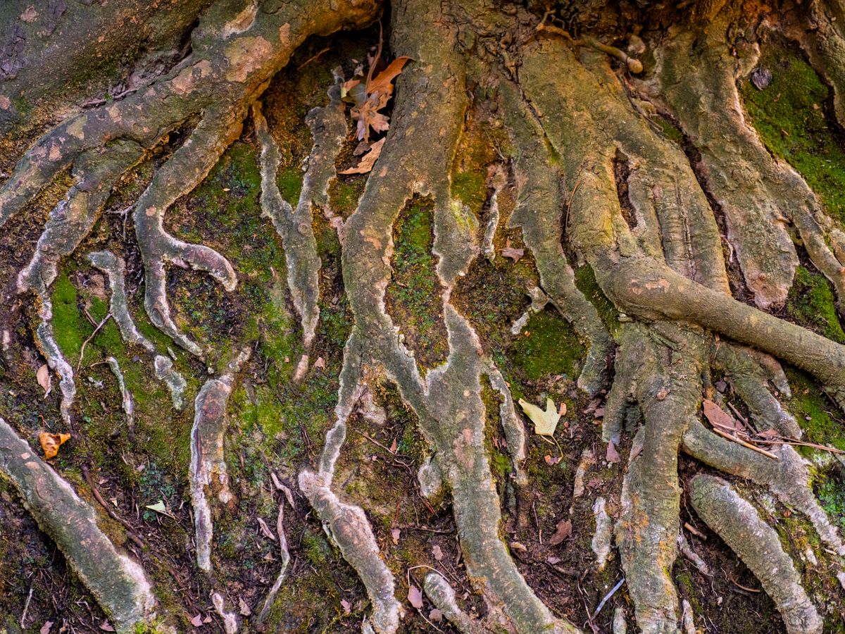 El Subterráneo Invisible: La Biodiversidad del Suelo como Pilar de la Vida