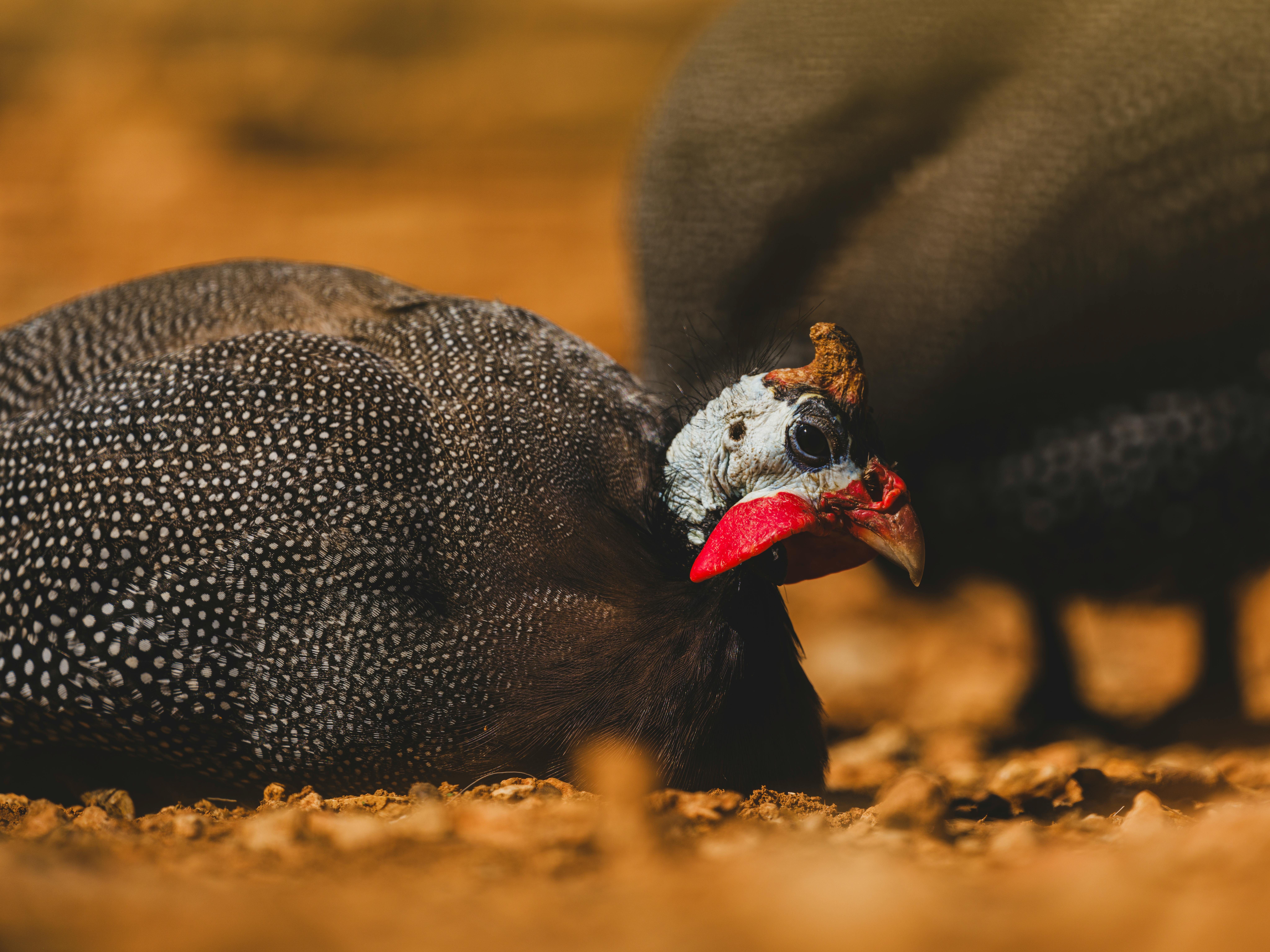 Guinea fowl
