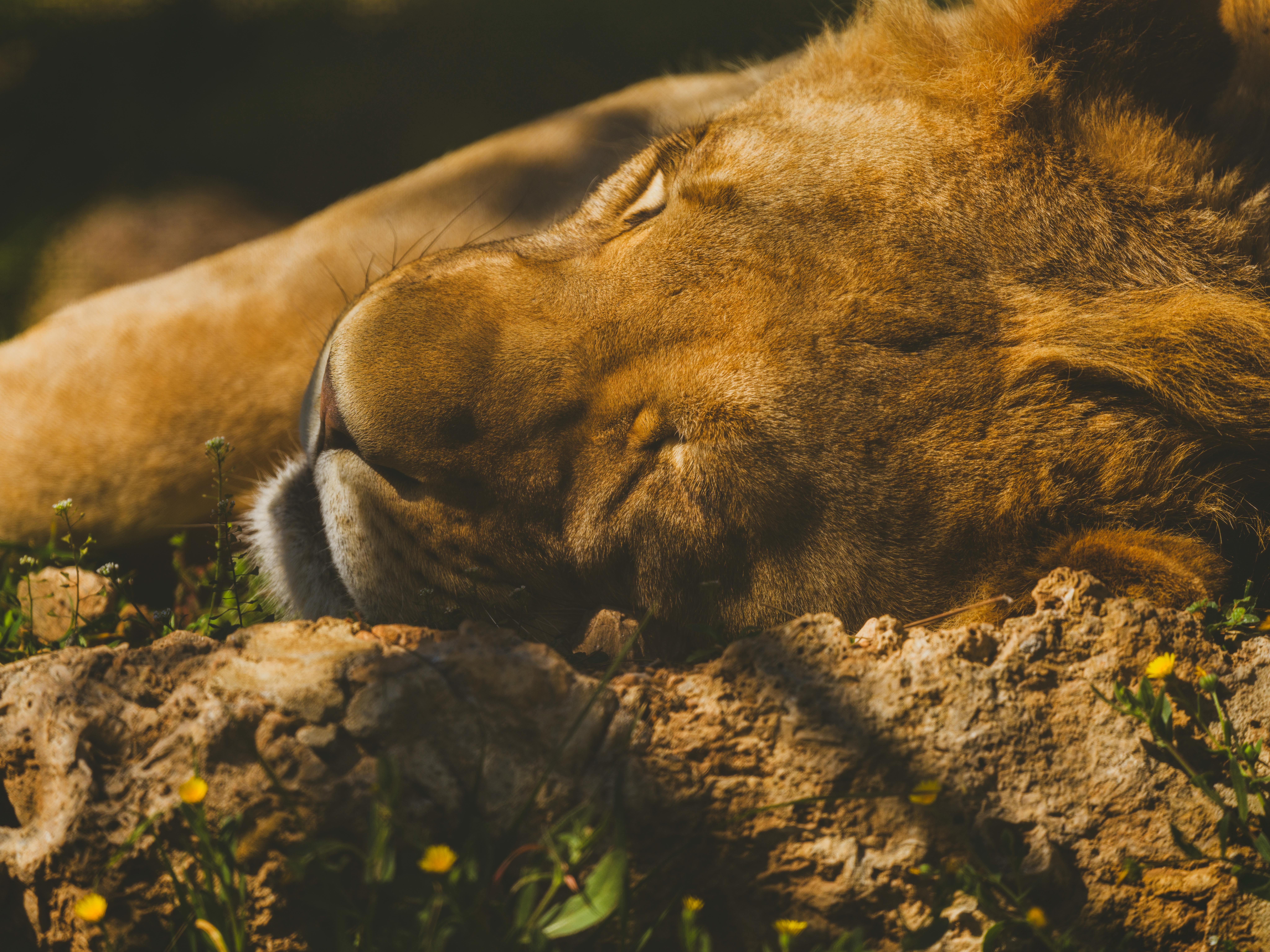 Where Did Gladiators Sleep? Lessons from Ancient Recovery for Modern Rest and Recovery — Photo by Engin Akyurt on Pexels