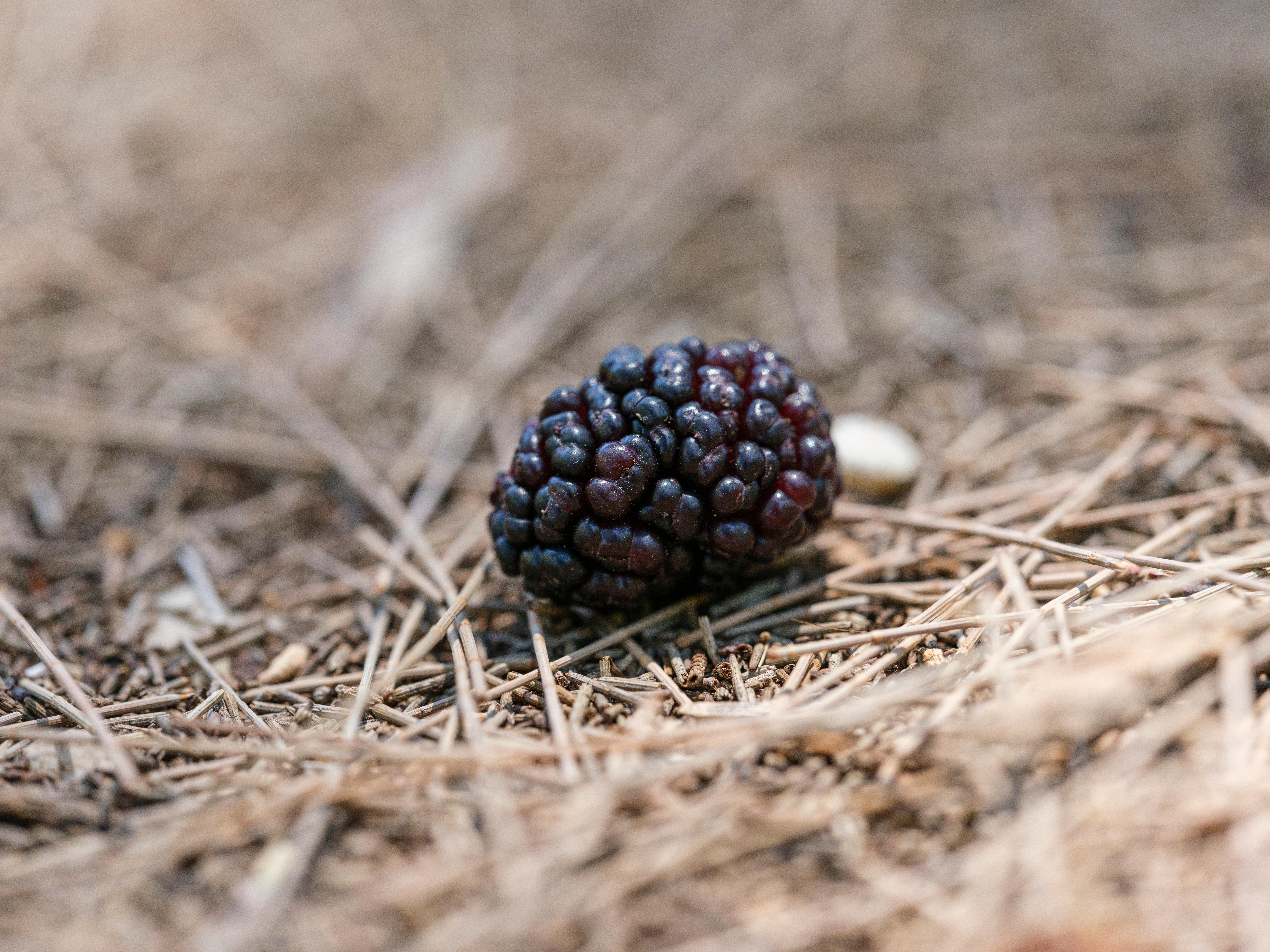 The Importance of Nutritious Foods in Disease Prevention