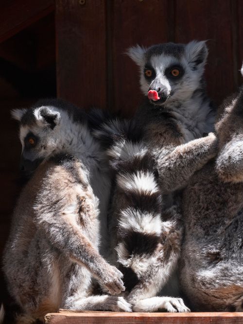 Free Group of adorable ring-tailed lemurs (Lemur catta) in a wildlife sanctuary. Stock Photo