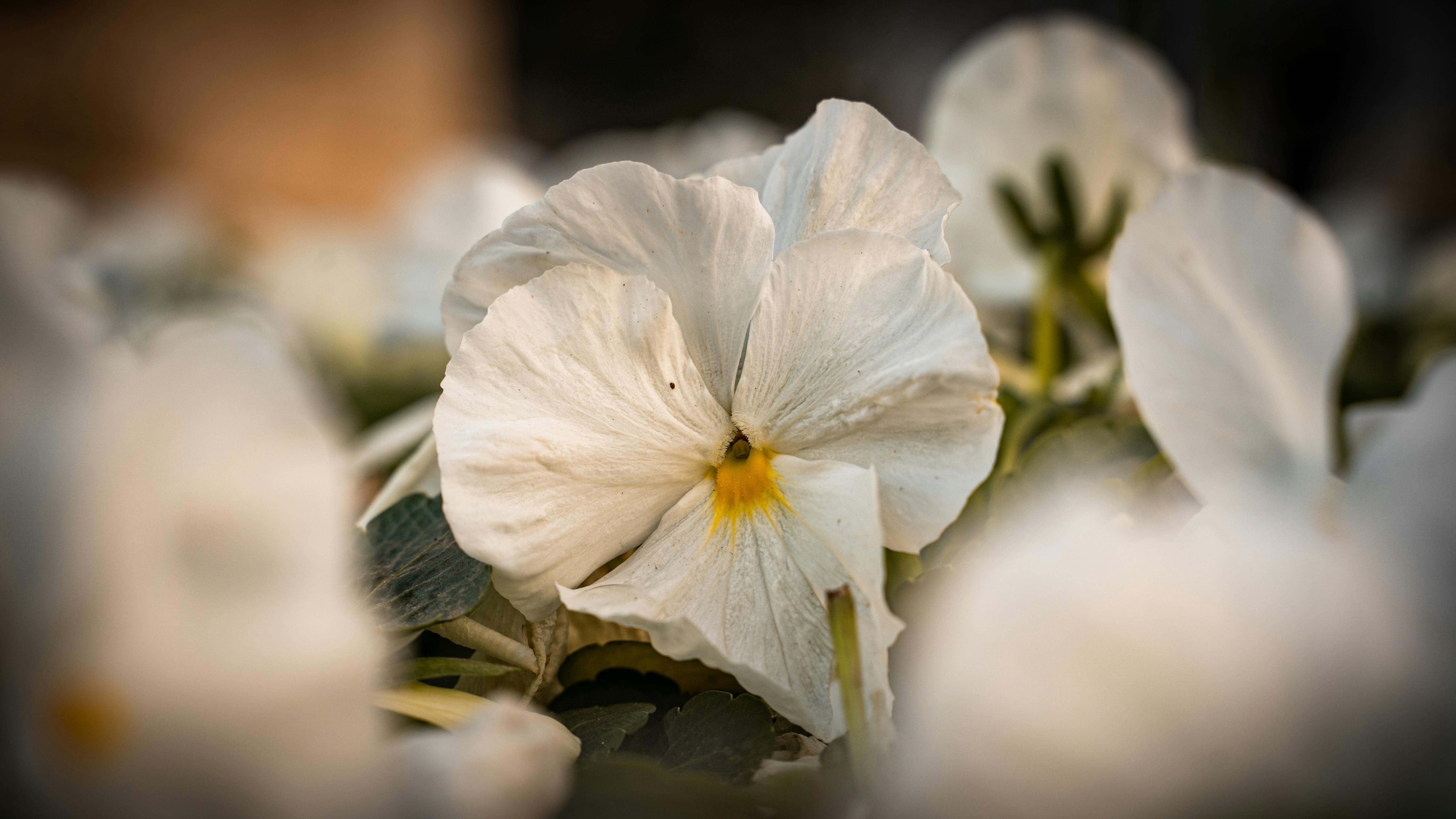 Detailed close-up of a white pansy flower with hints of yellow taken outdoors in Bursa, Türkiye.