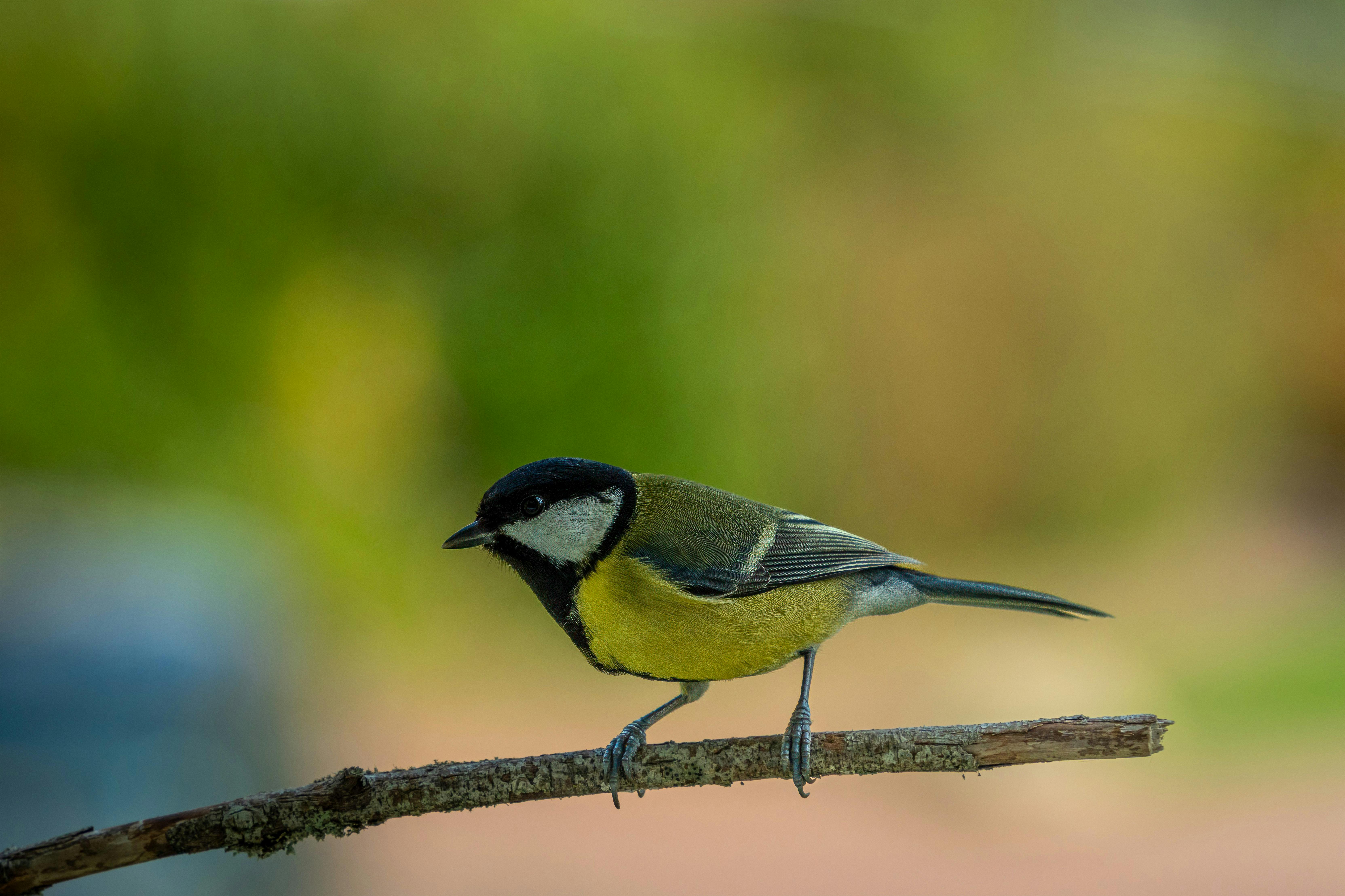 Unleash the Future of Your Backyard: The 2026 Guide to Smart Bird Feeders & AI Cameras That Pay for Themselves!