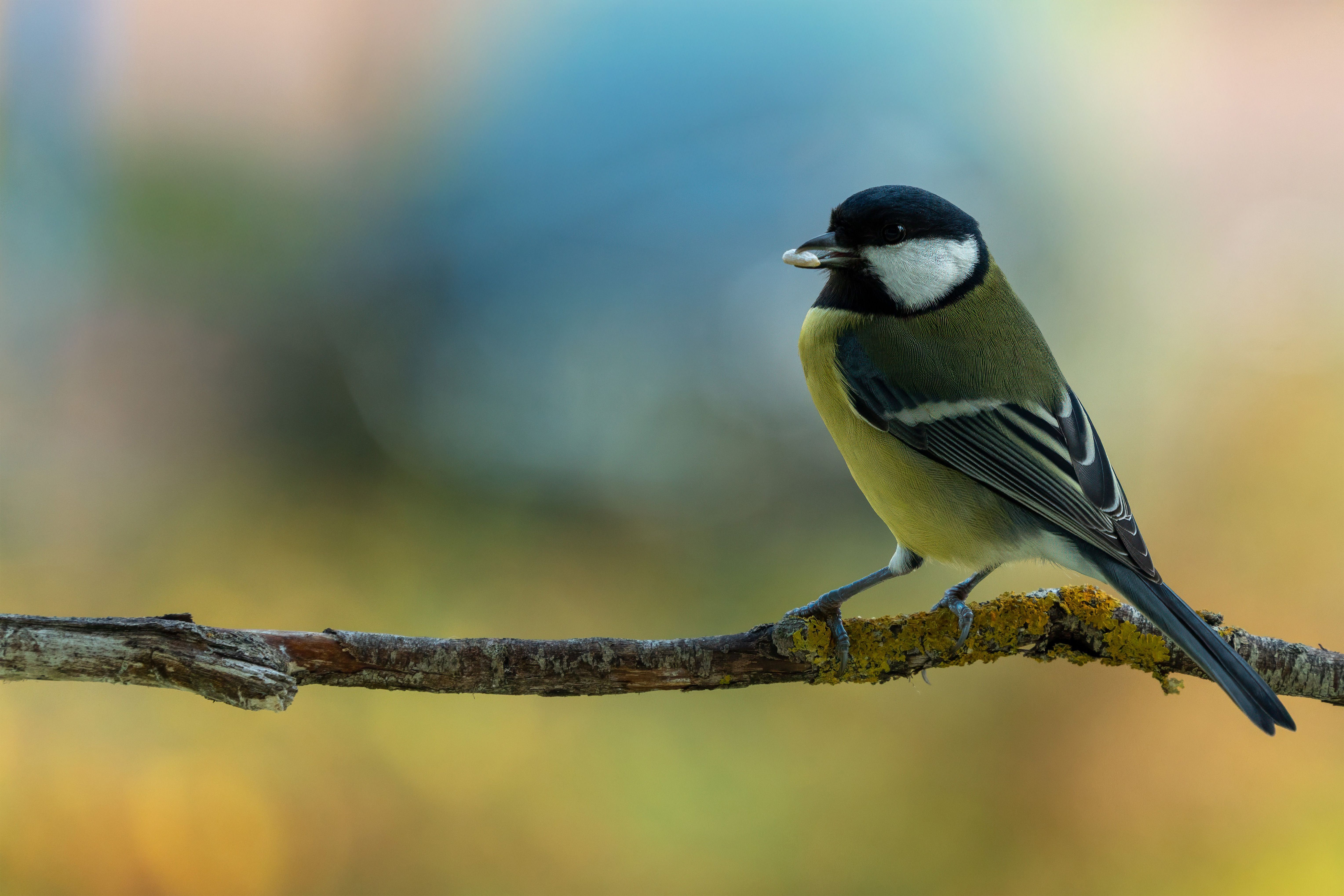 Oiseaux dans Jardin : Guide Attraction 2026