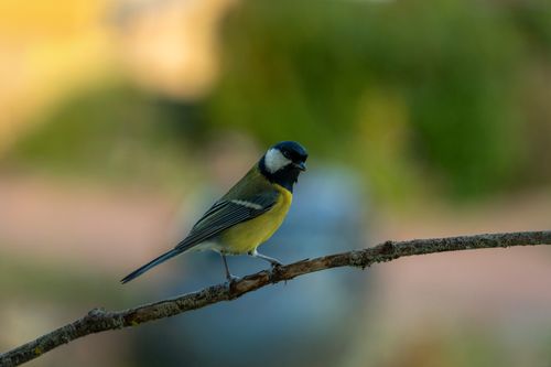 Free Close-up of a colorful great tit on a branch in a lush spring garden. Stock Photo