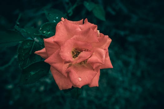 Vibrant orange rose bloom with dewdrops against a dark background.