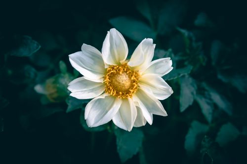 Free A close-up of a white dahlia flower in full bloom against a dark green background. Stock Photo