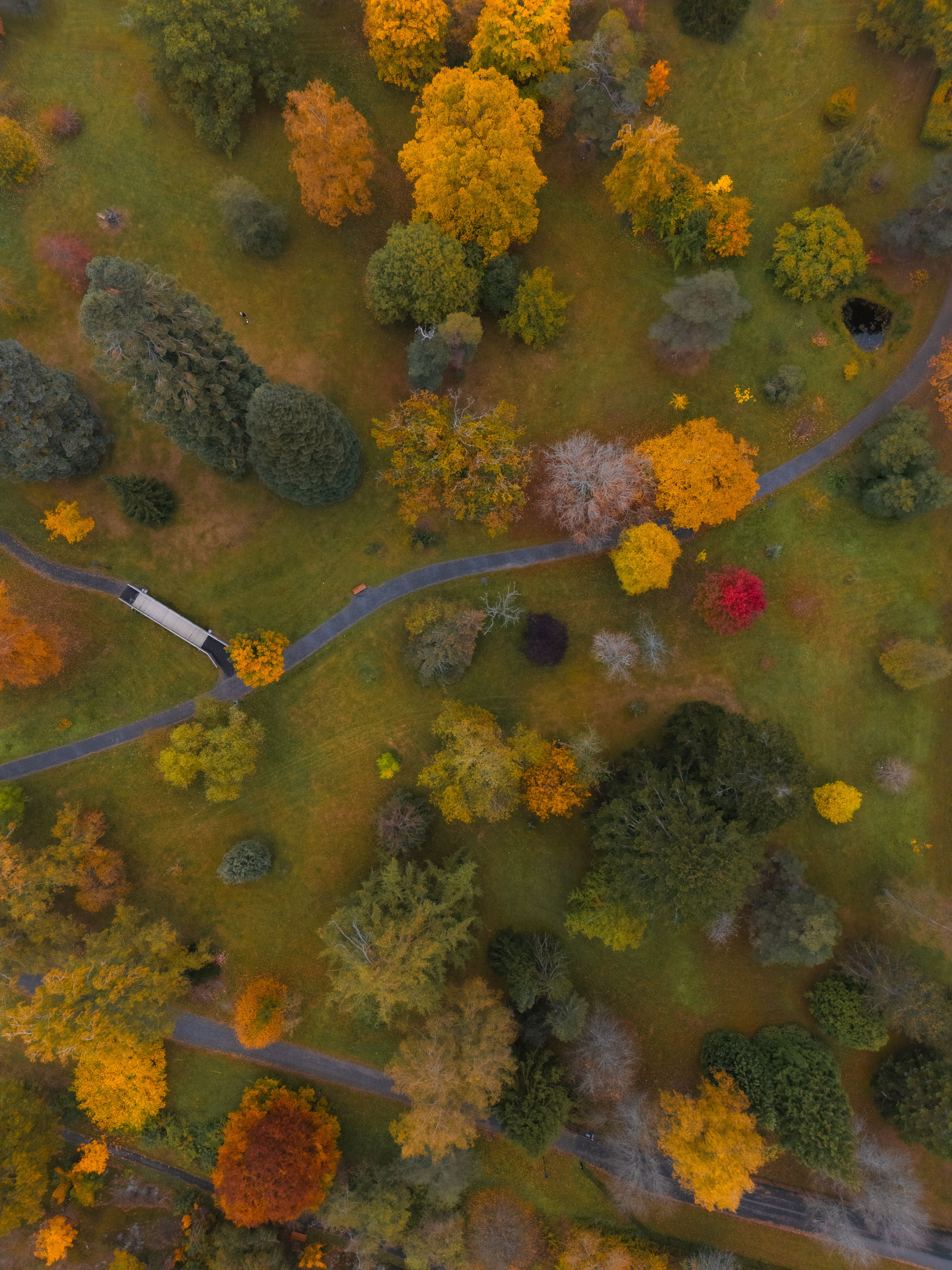Aerial View of Vibrant Autumn Forest in Sweden · Free Stock Photo