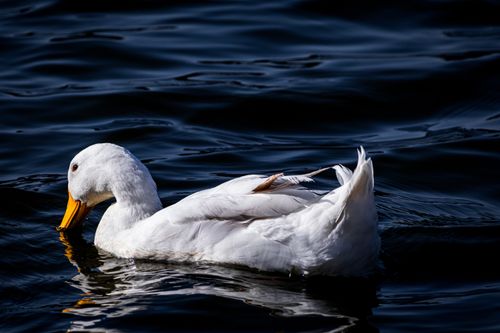 Free A serene white duck gracefully swims on calm, dark water creating ripples. Stock Photo