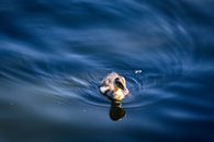 A fluffy duckling gracefully floats on rippling blue water under bright daylight.