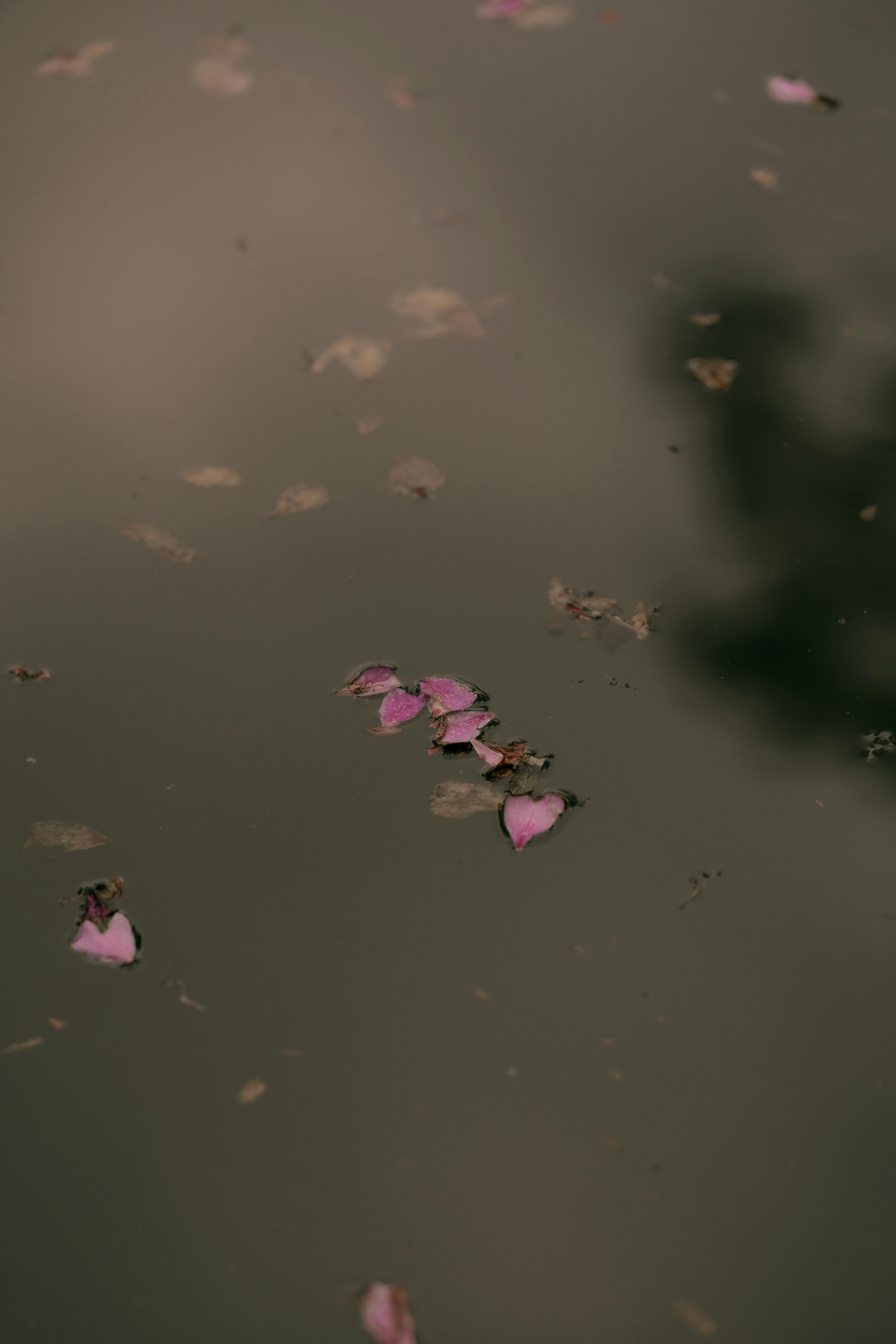 免费 平静的水面，散落的粉红色花瓣和柔和的倒影营造出一片宁静的景象。 素材图片