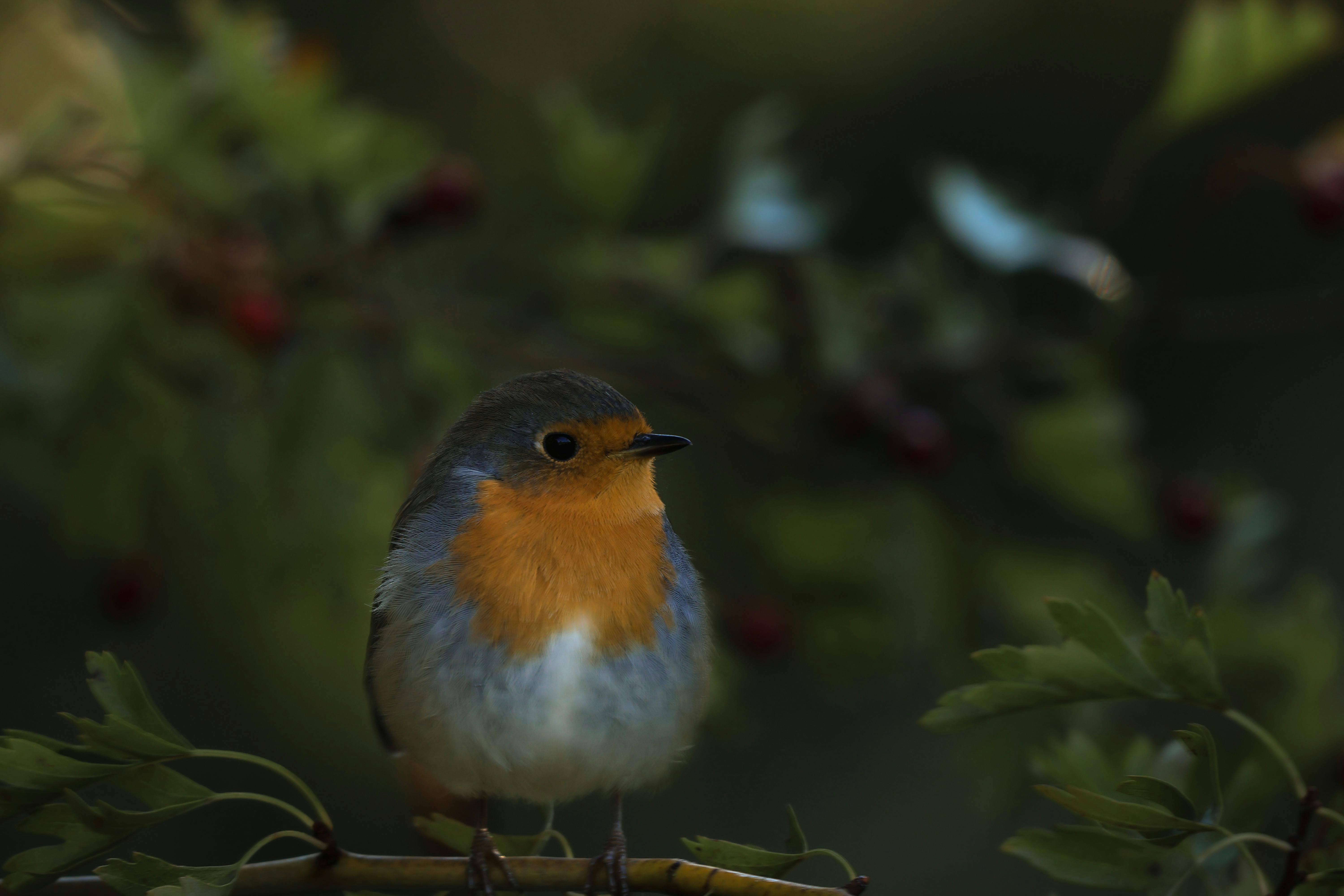 Animal Rights Demonstrations: Advocating for Compassion and Change