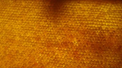 Honey & pantry