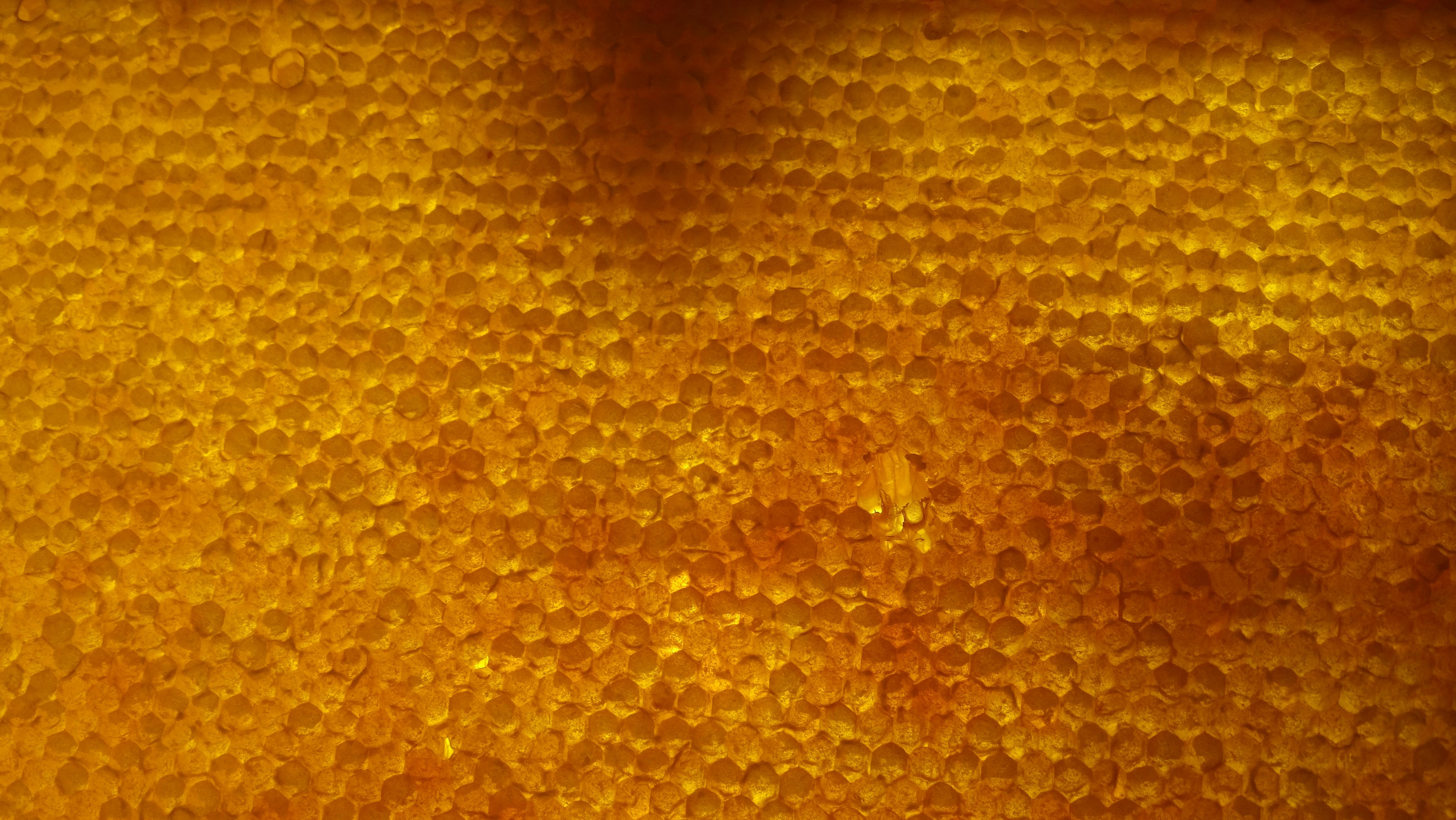 De franc Vista detallada d'una vibrant estructura de bresca a Ucraïna, que mostra patrons naturals. Foto d'estoc