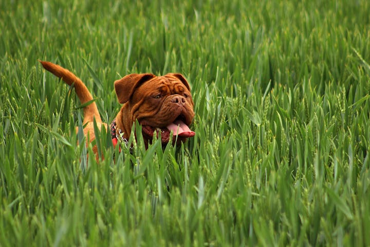 A French Bulldog enjoying a spring day in a green grassy field.