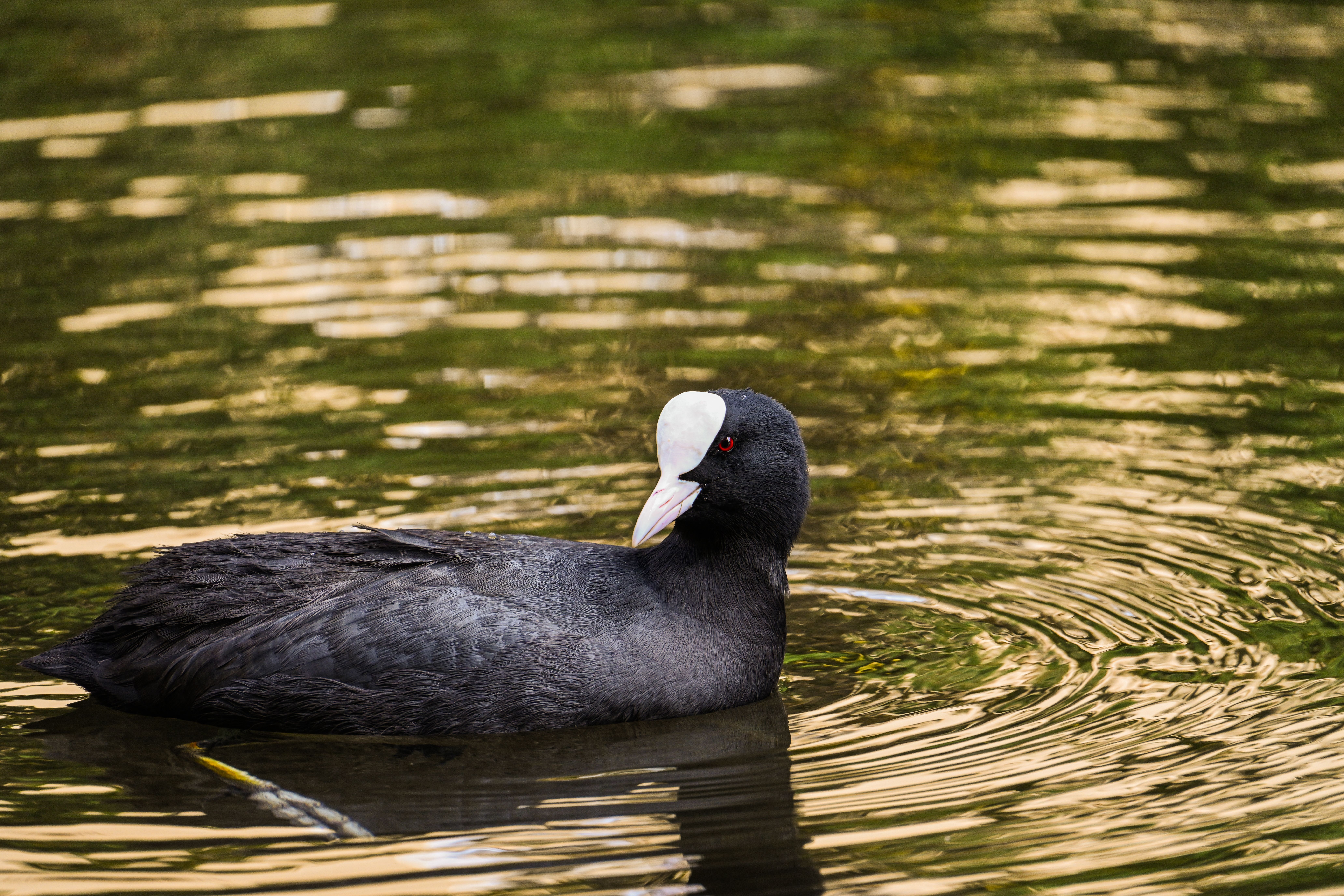 Close-up of a Common Coot Swimming in Golden Water · Free Stock Photo