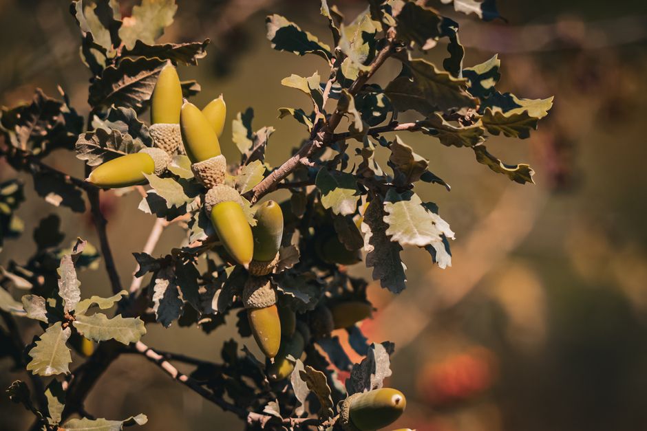 Close-up of oak acorns and leaves in sunlight — oak tree health and pruning season Surrey BC