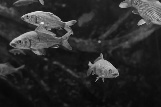 Artistic black and white image of fish swimming underwater, creating a serene ambiance.