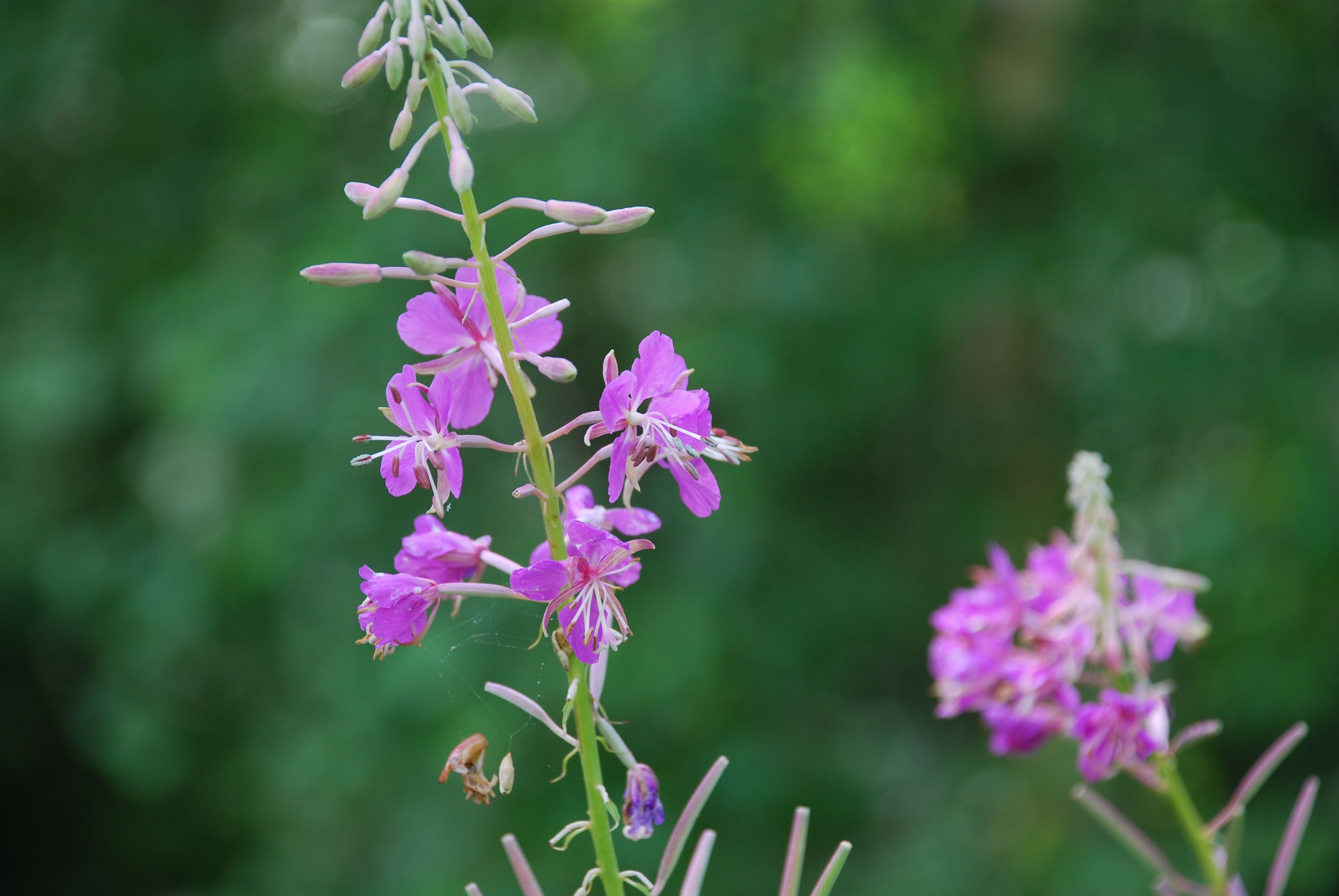 [ColoSach]-close-up-of-bright-pink-fireweed-flowers-with-a-lush-green-background.